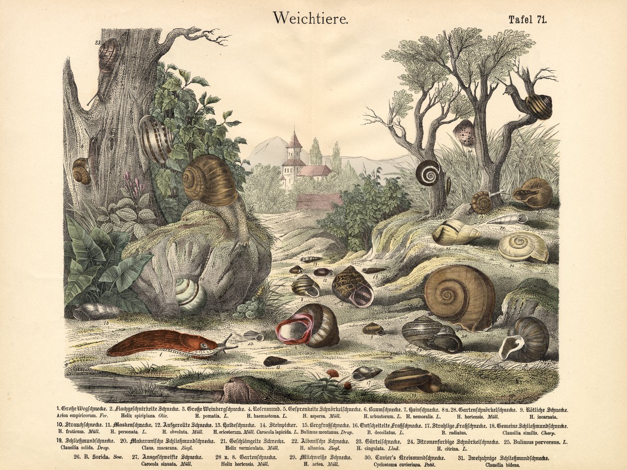 Mollusques, c.1860 - German School
