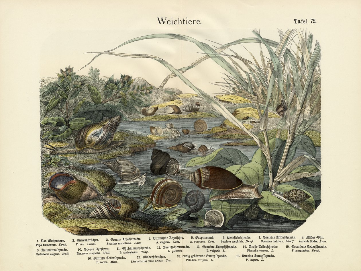 Mollusques, c.1860 - German School