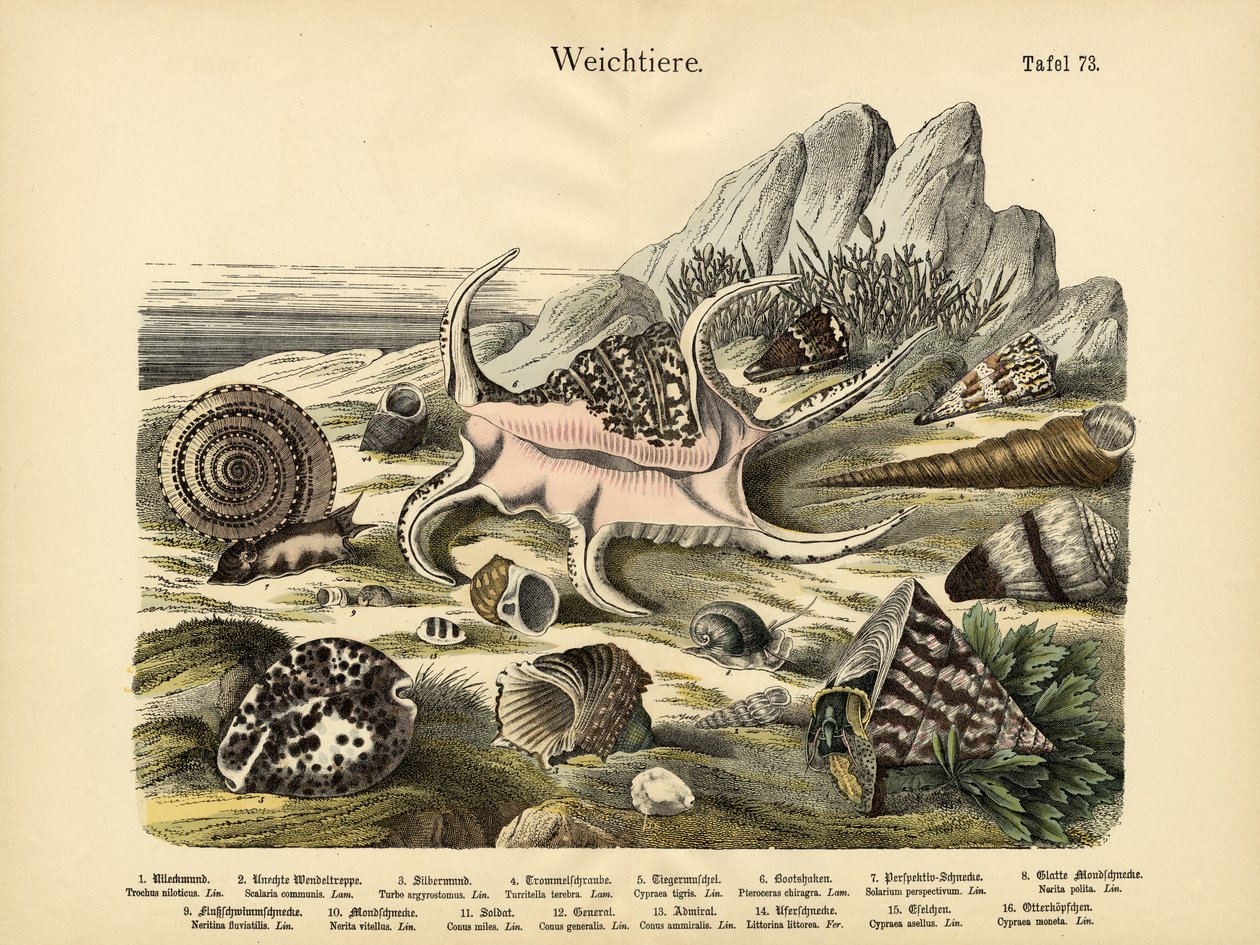 Mollusques, c.1860 - German School