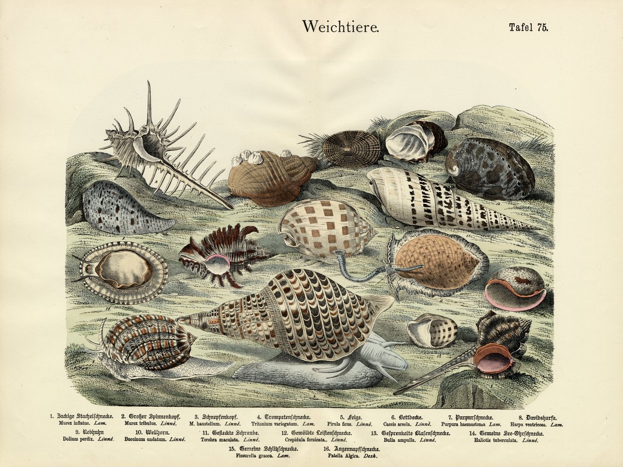 Mollusques, c.1860 - German School
