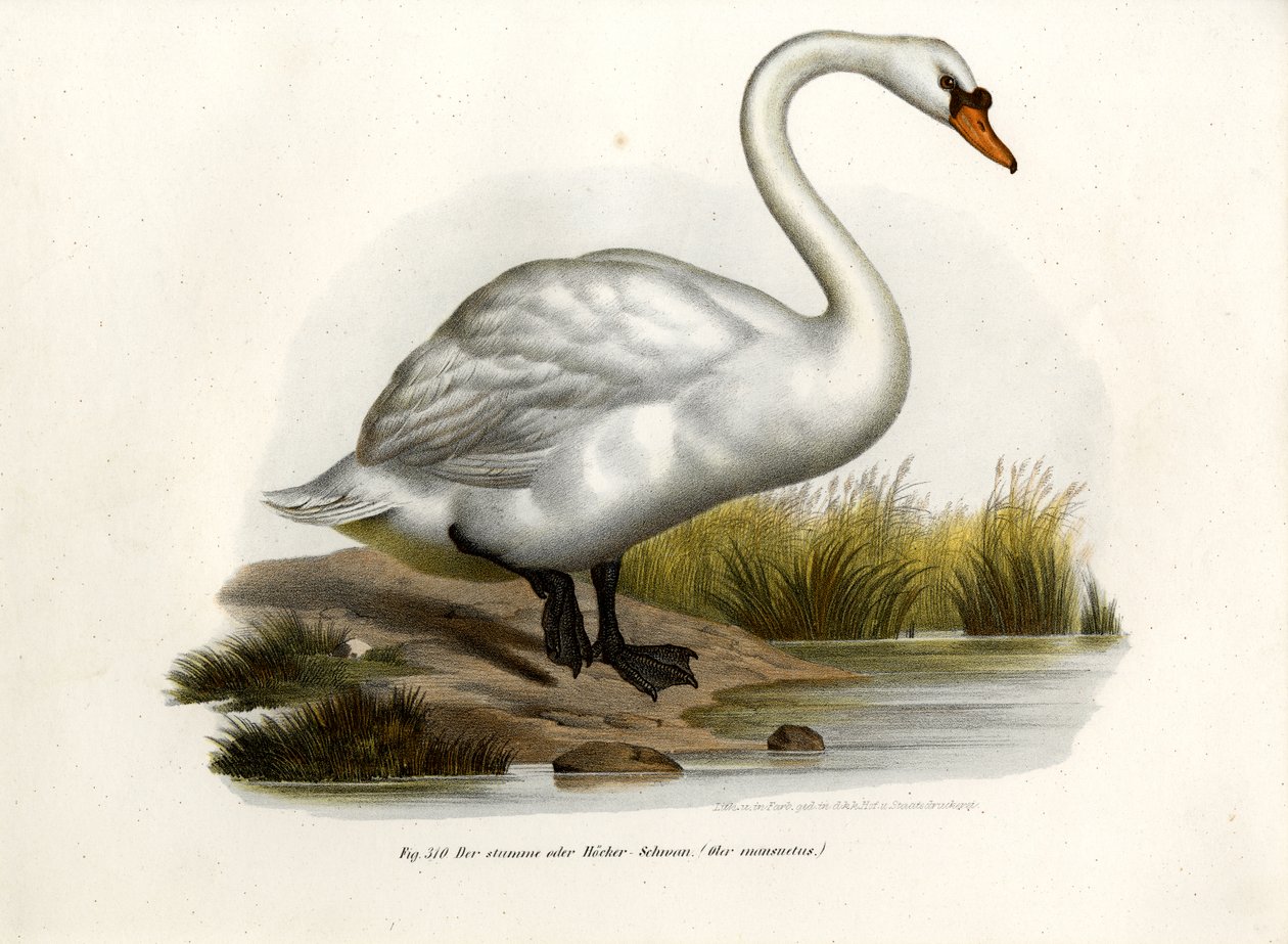 Cygne tuberculé, 1864 - German School