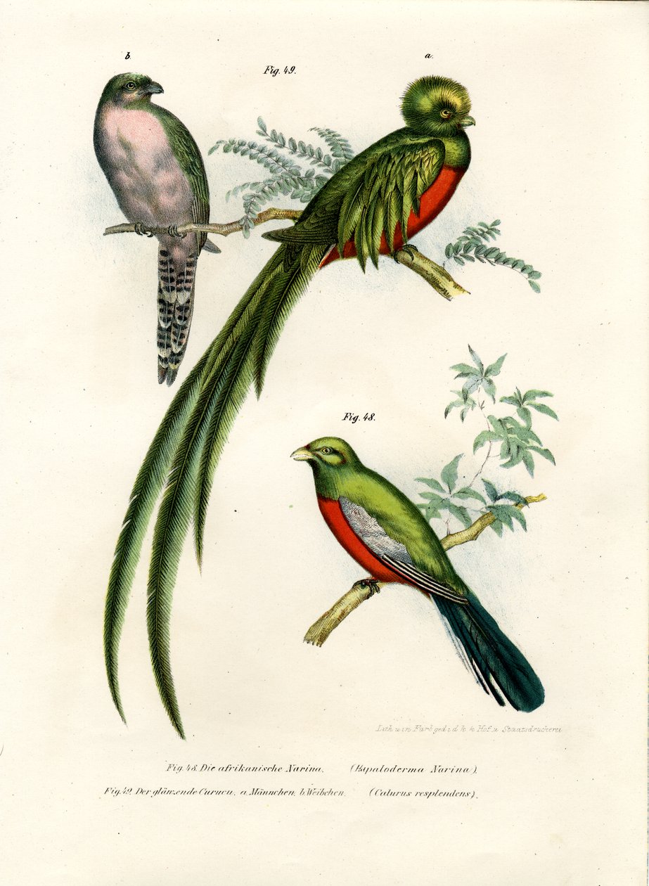 Trogon narina, 1864 - German School
