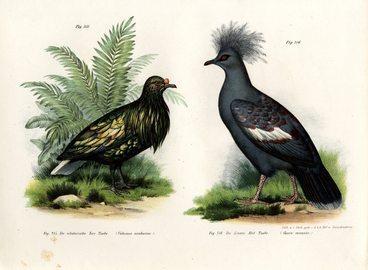 Pigeon de Nicobar, 1864 - German School