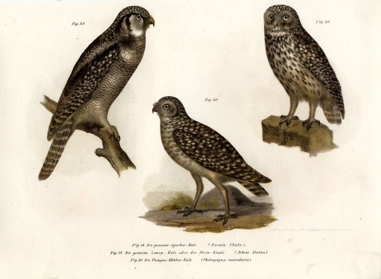 Chouette épervière, 1864 - German School