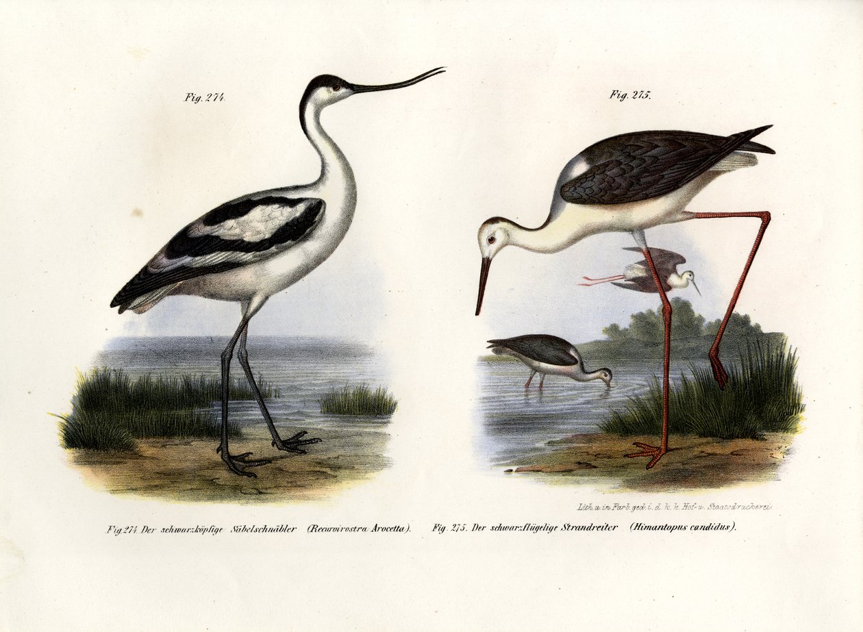 Phalarope à bec large, 1864 - German School