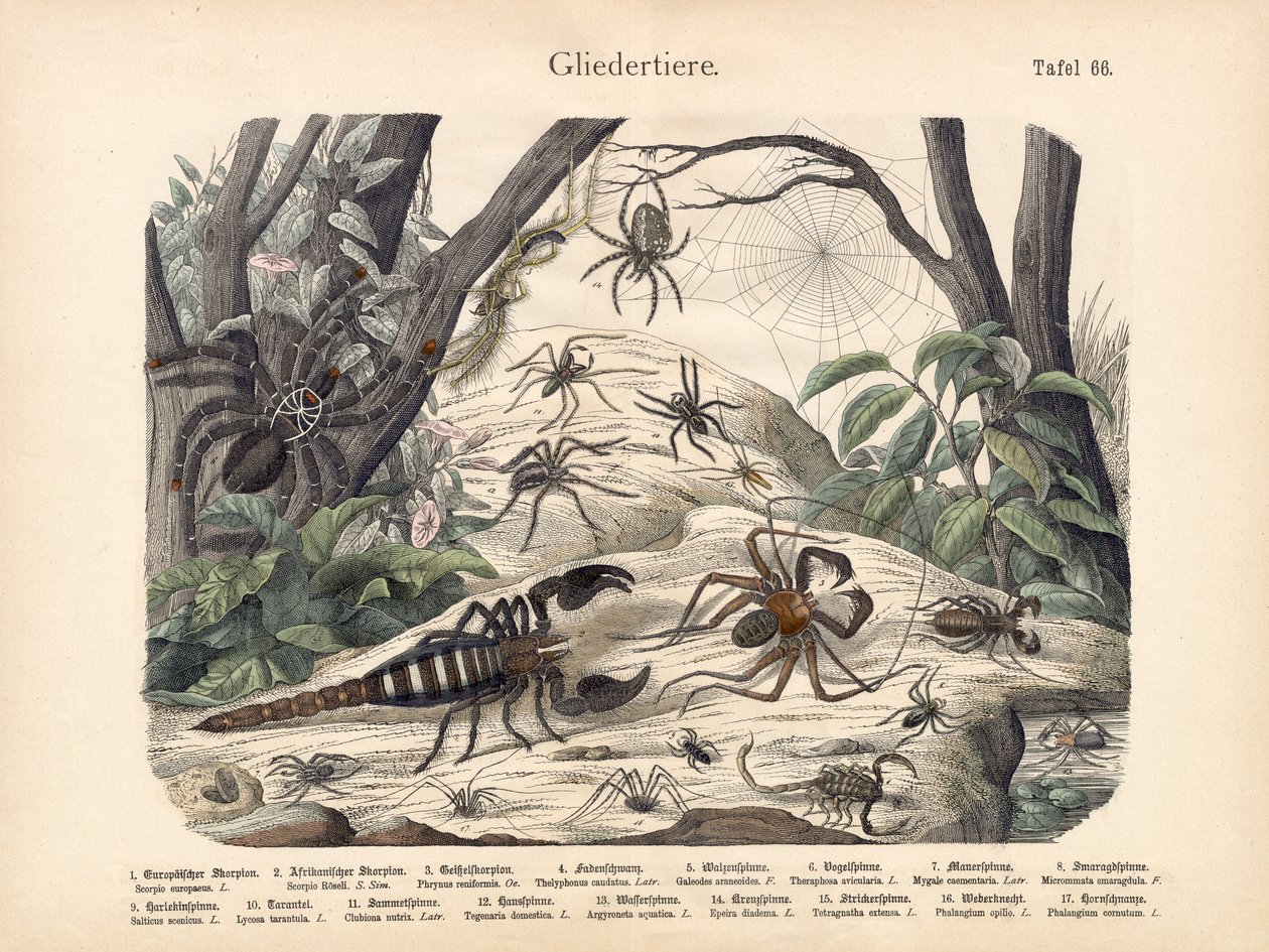 Scorpions et araignées, c.1860 - German School