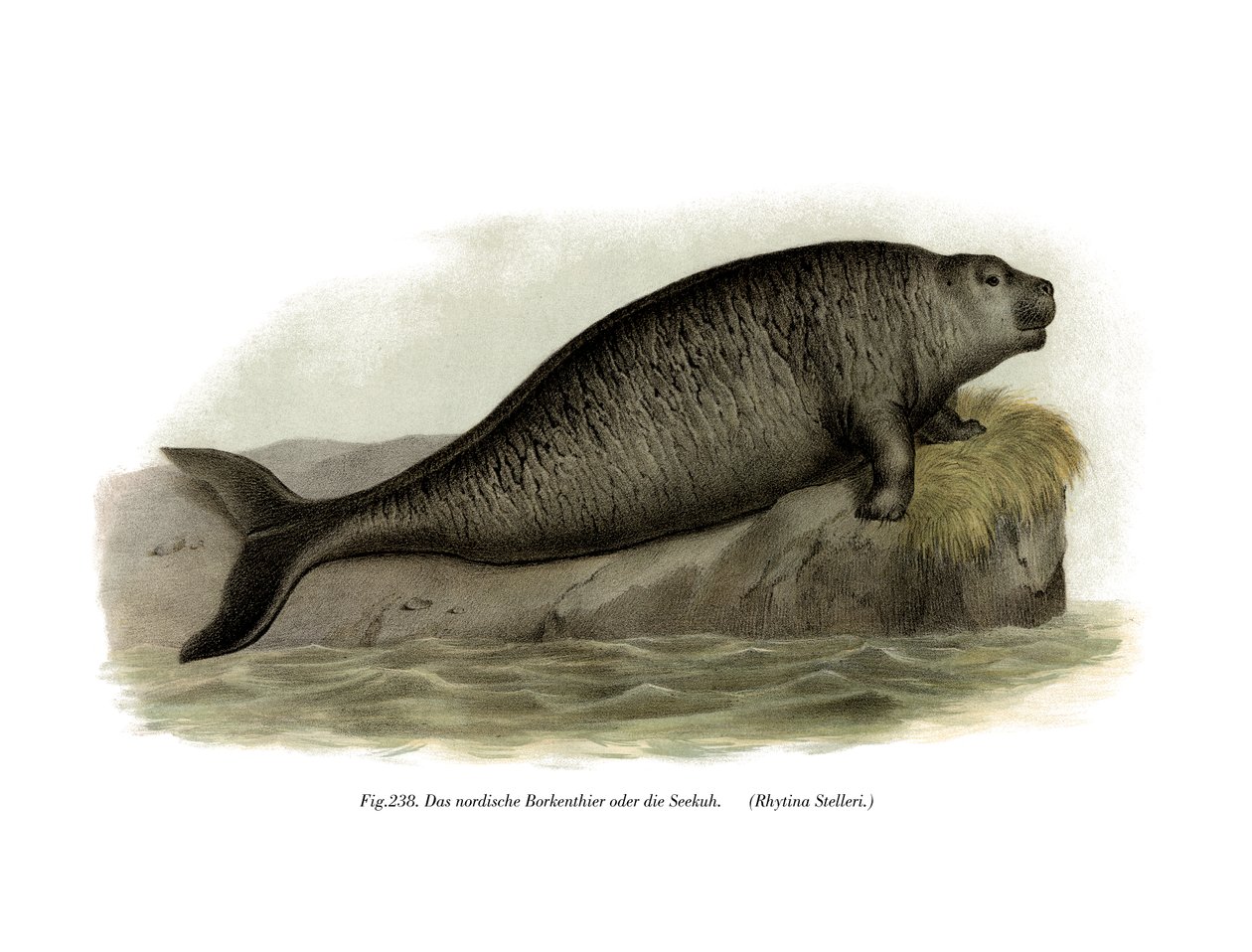 Vache marine de Steller, 1860 - German School