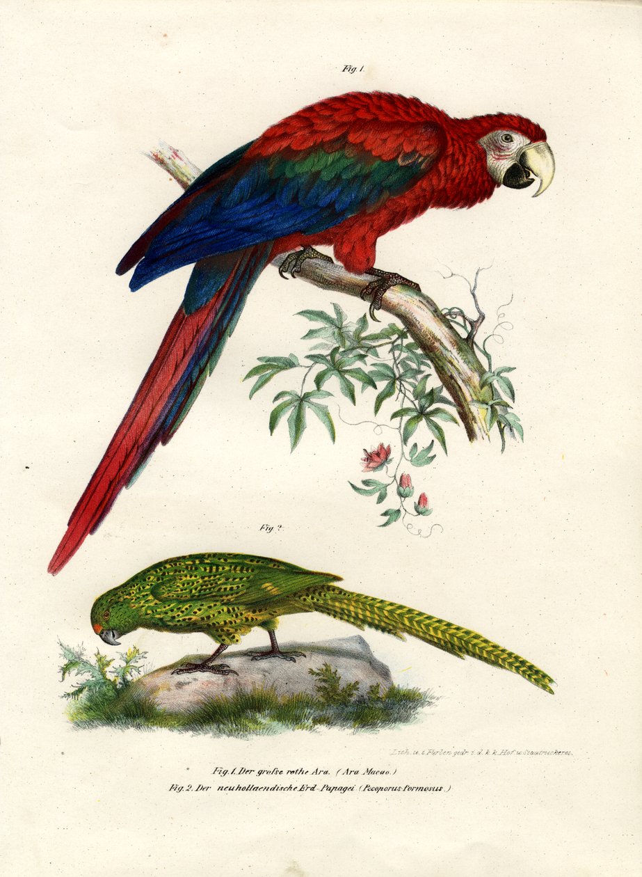 Ara rouge, 1864 - German School