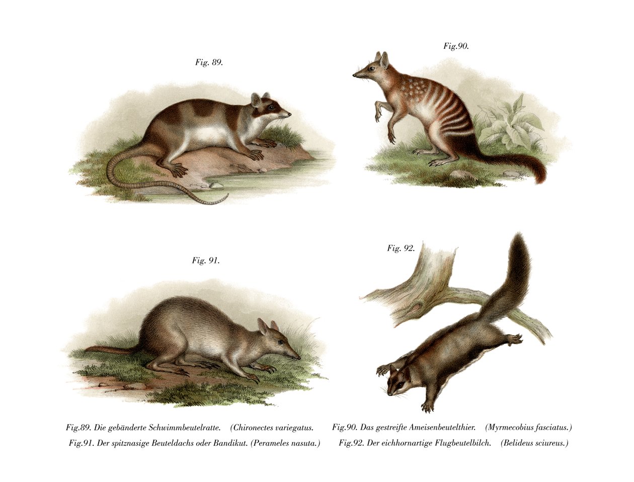 Opossum aquatique, 1860 - German School