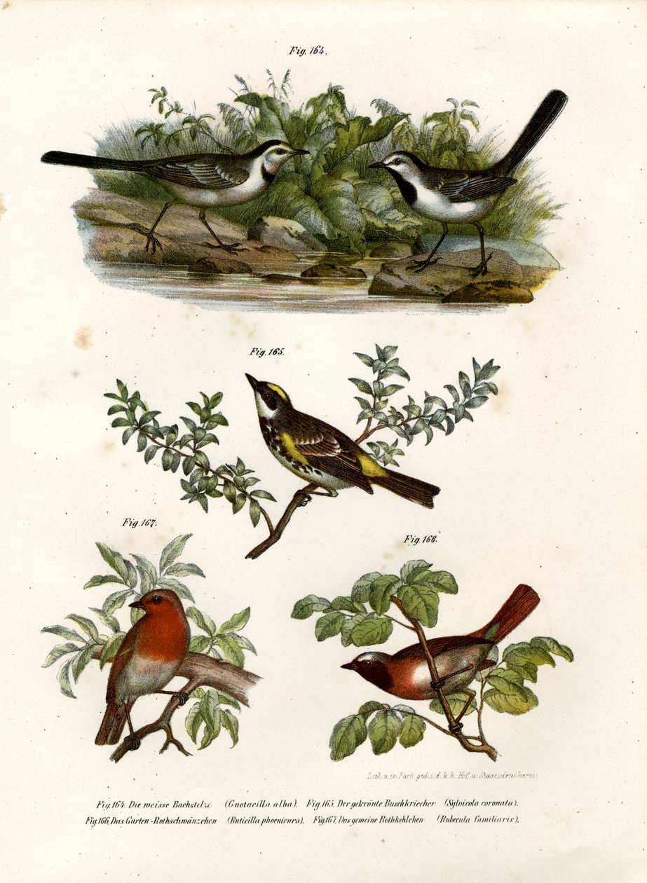 Bergeronnette grise, 1864 - German School