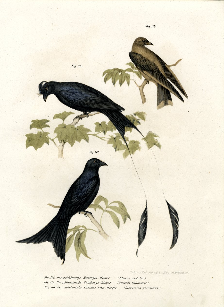 Hirondelle des bois, 1864 - German School