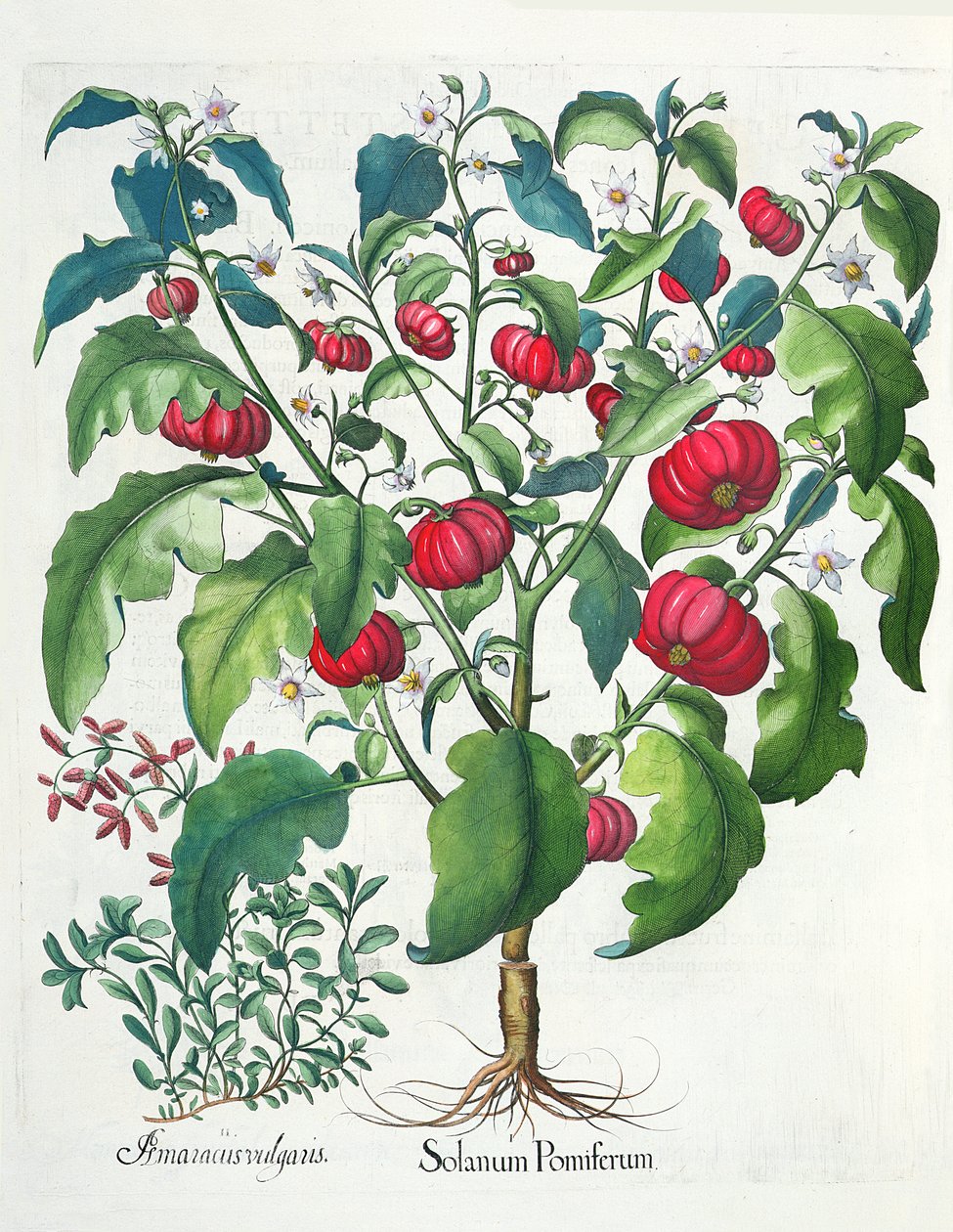 Solanum Pomiferum et Amaracus vulgaris, du Hortus Eystettensis par Basil Besler - German School
