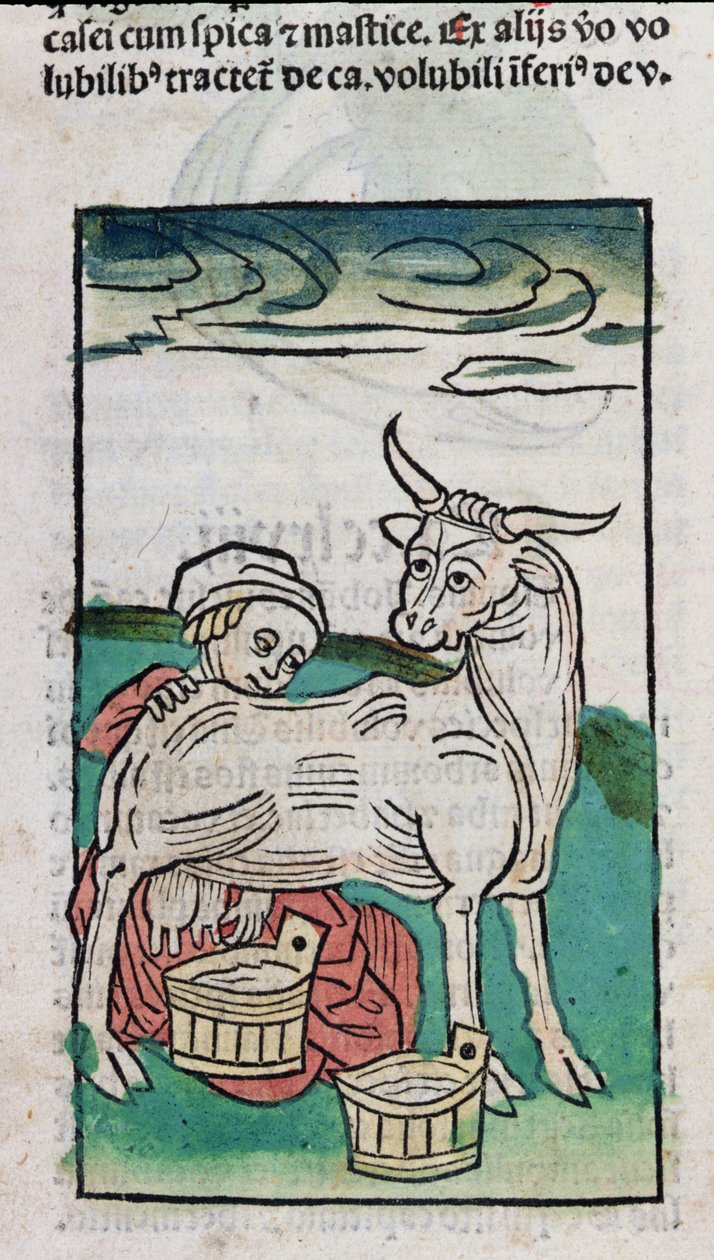 Une Servante Traite une Vache, 1491 - German School