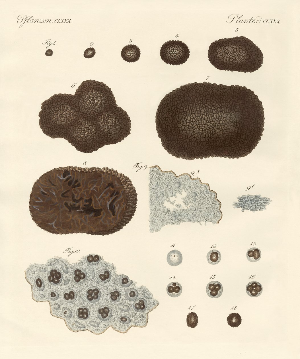 Organisation, type de reproduction et construction des truffes - German School
