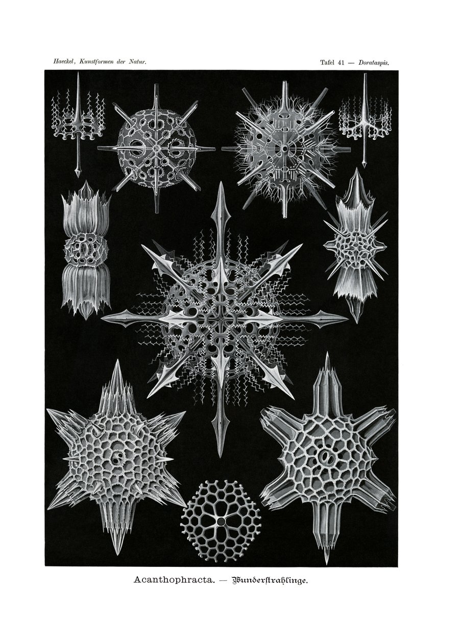 Acanthophracta, 1899-1904 - German School