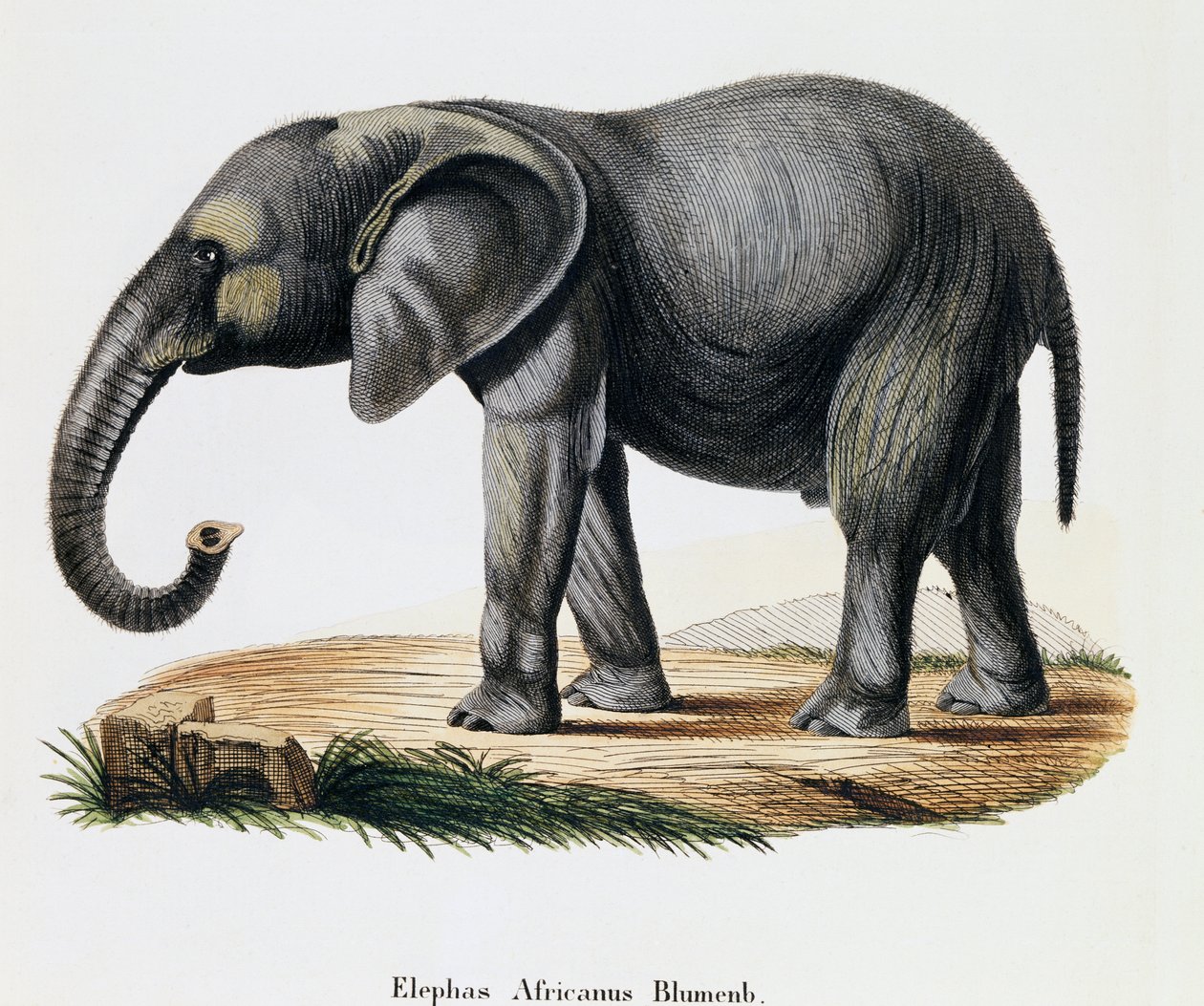Éléphant d