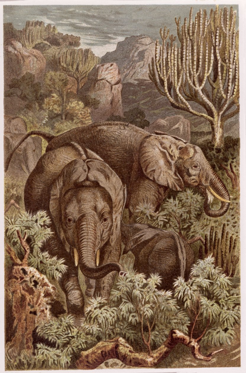Éléphant d
