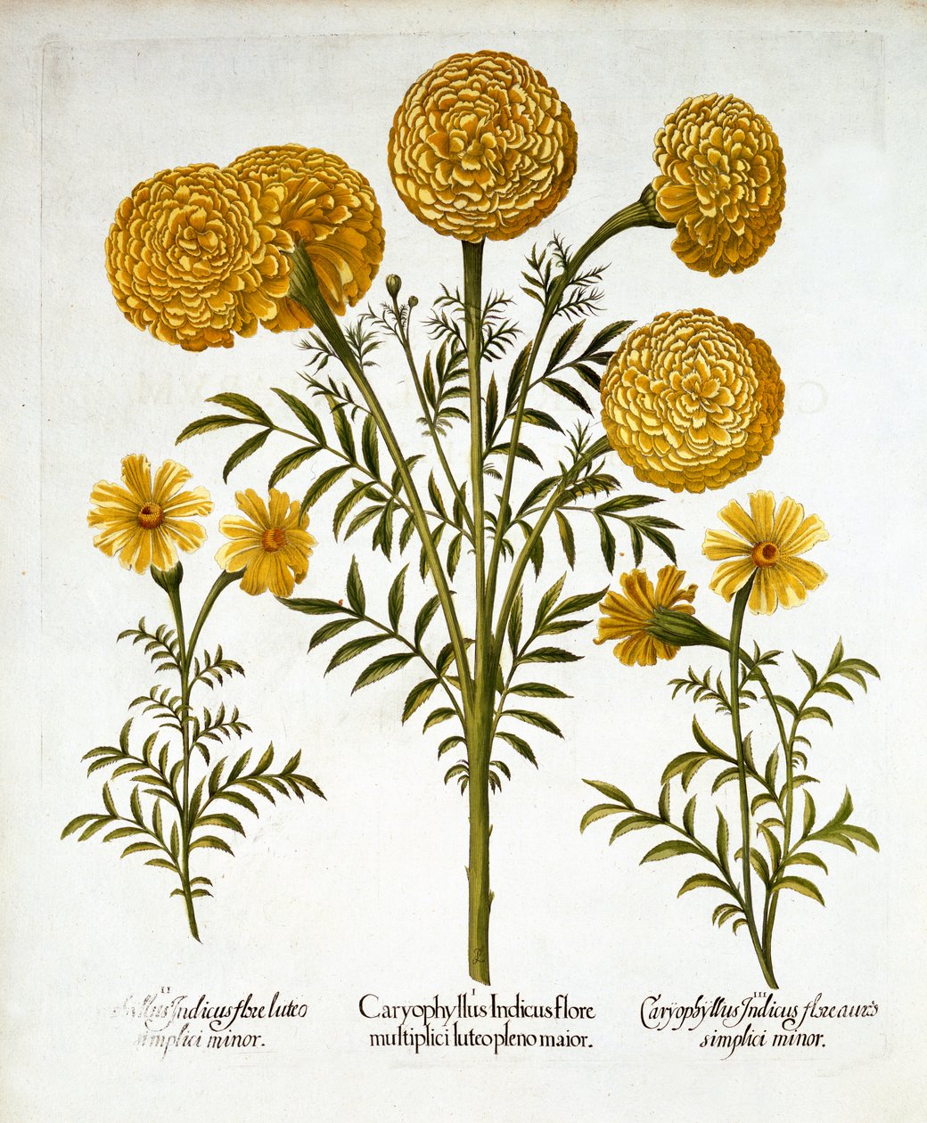 African Marigold et French Marigolds, de Hortus Eystettensis, par Basil Besler, pub. 1613 - German School