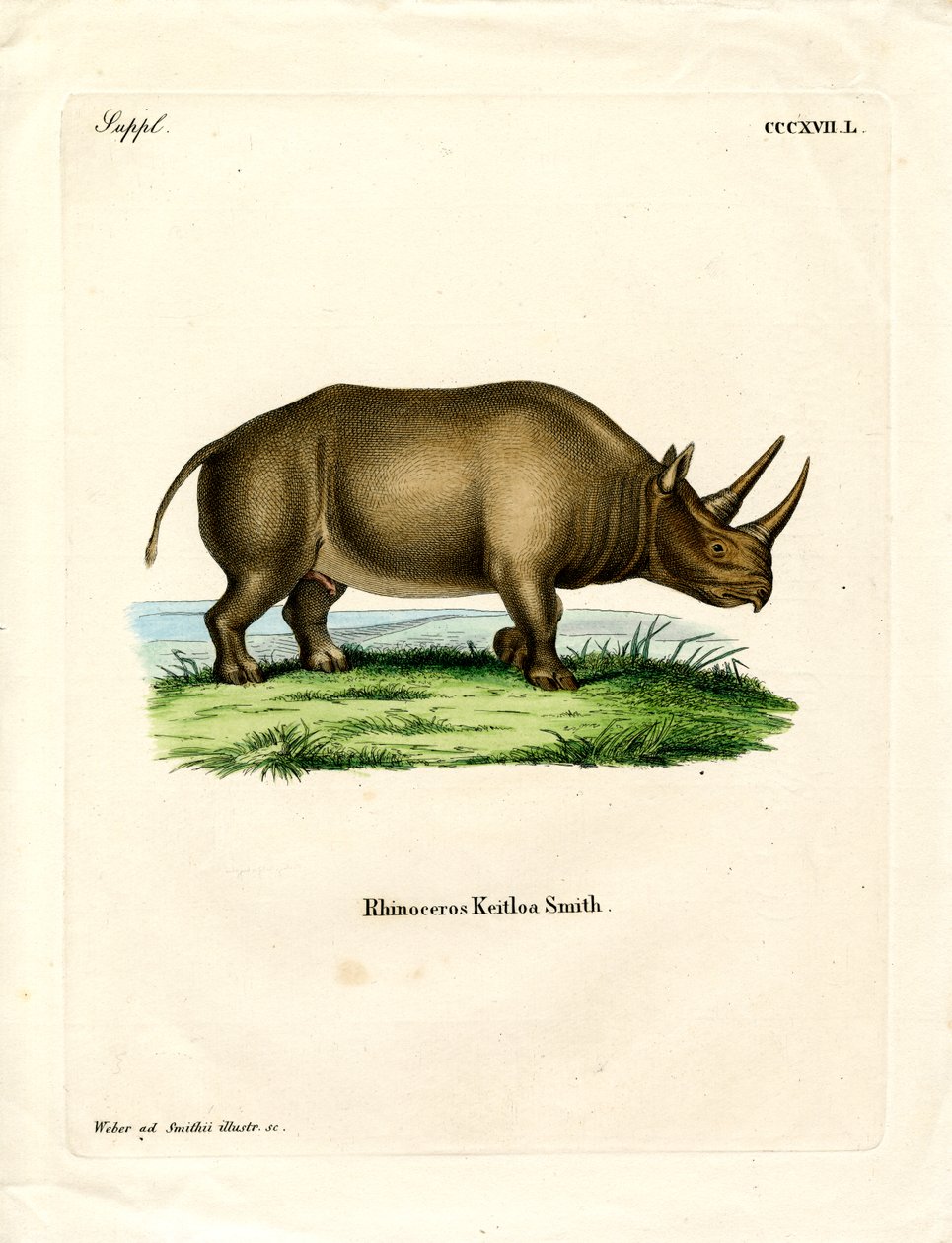 Rhinocéros africain - German School