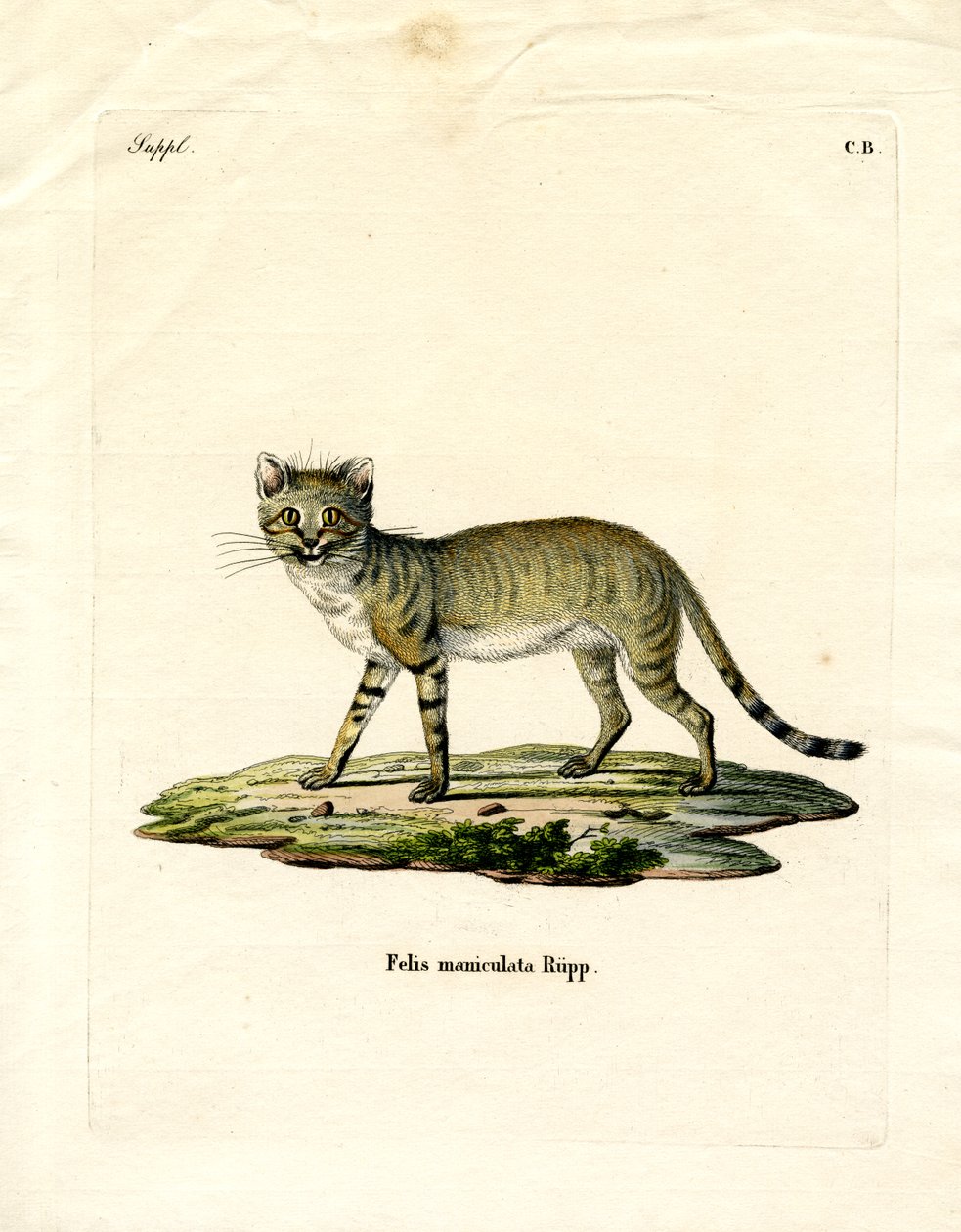 Chat sauvage africain - German School