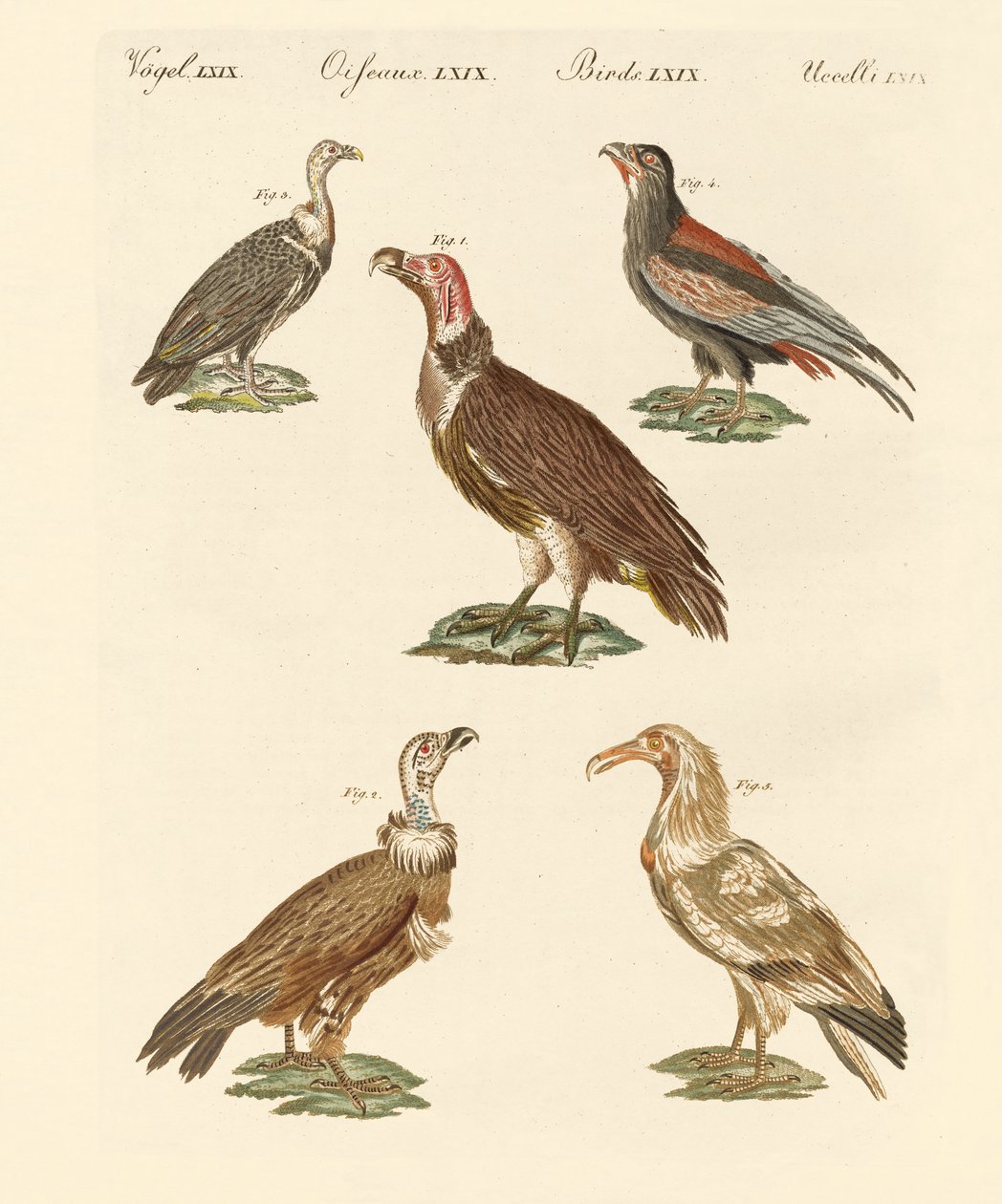 Vautours africains et asiatiques - German School