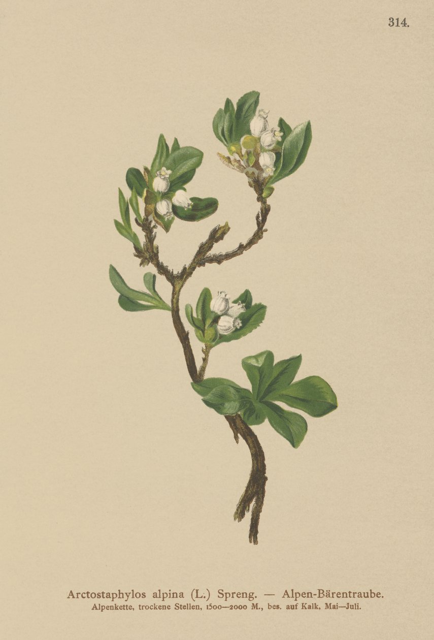 Busserole alpine (Arctostaphylos alpina, Arctostaphylos alpinus) - German School