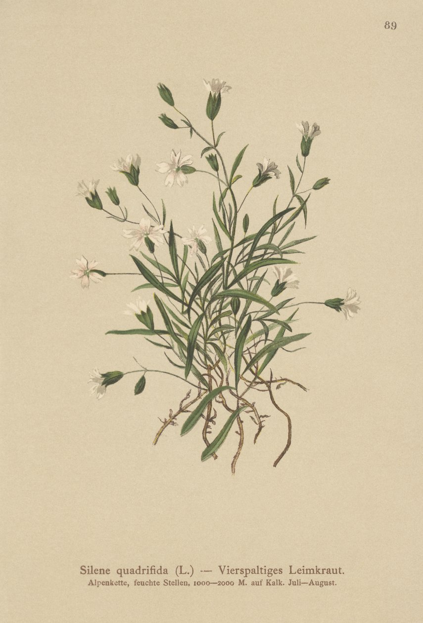 Compagnon des Alpes (Silene quadrifida, Ixoca quadrifida) - German School