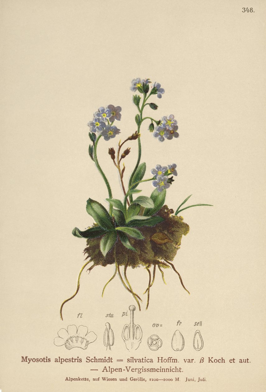 Myosotis des Alpes (Myosotis alpestris, Myosotis silvatica) - German School