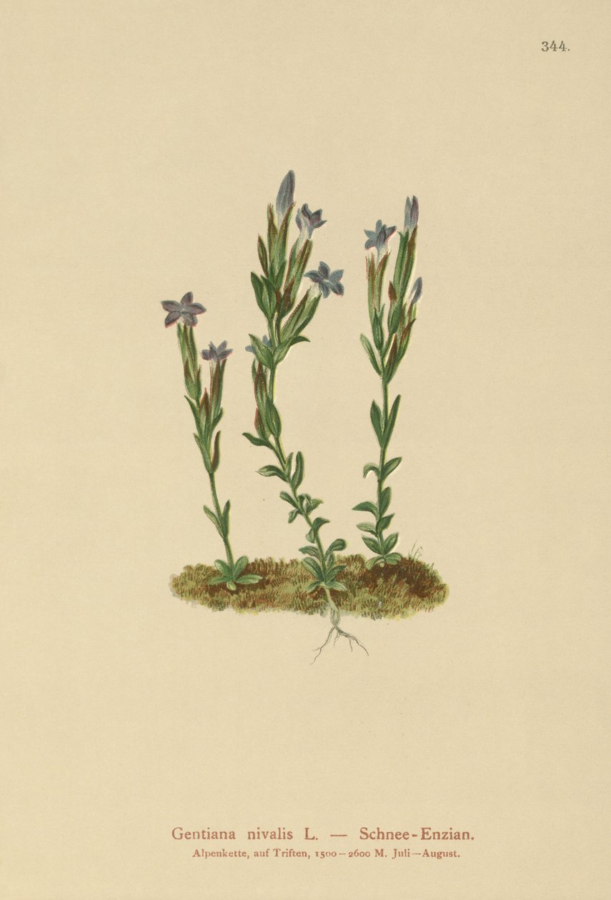 Gentiane des neiges (Gentiana nivalis) - German School
