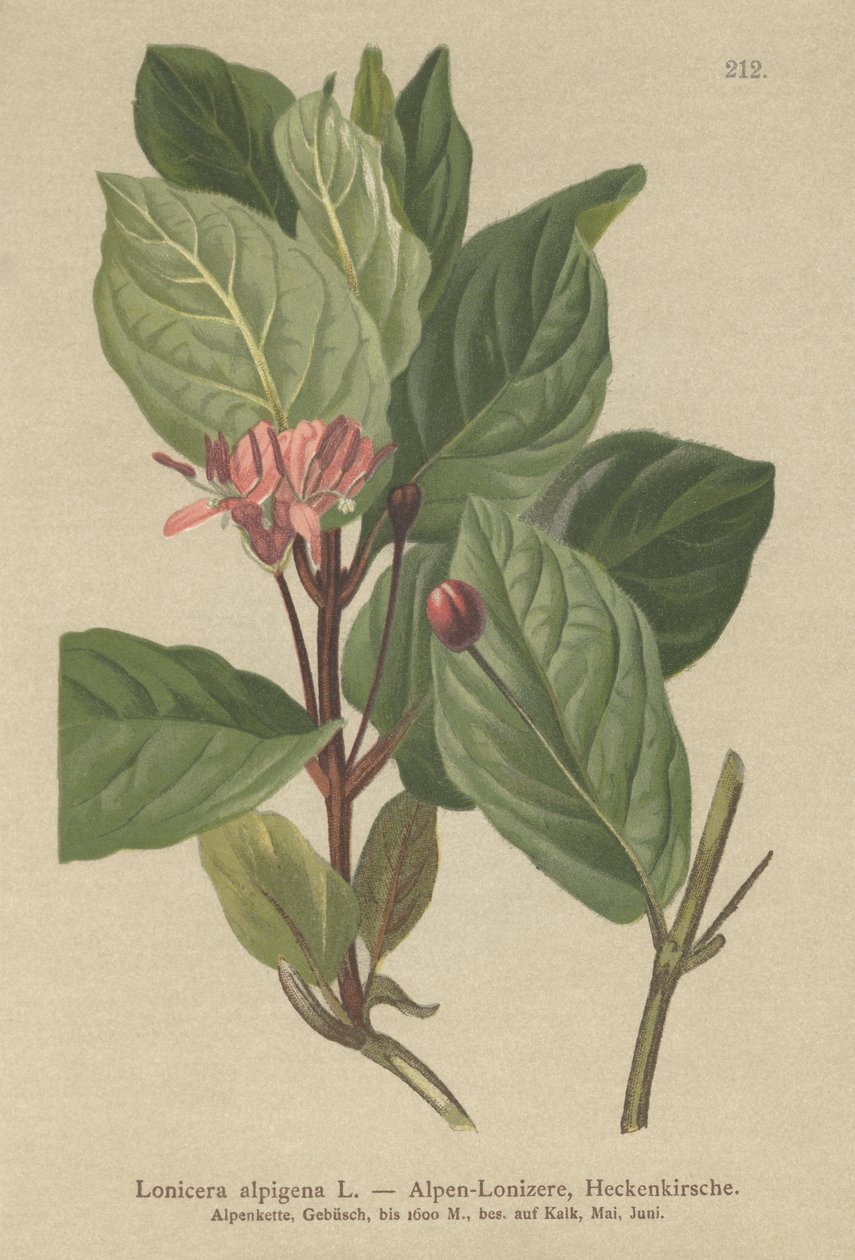Chèvrefeuille alpin (Lonicera alpigena) - German School