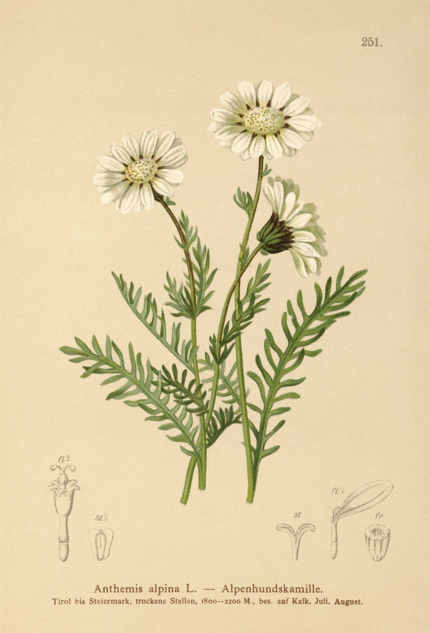 Camomille alpine (Anthemis alpina, Achillea oxyloba subsp. schuri) - German School