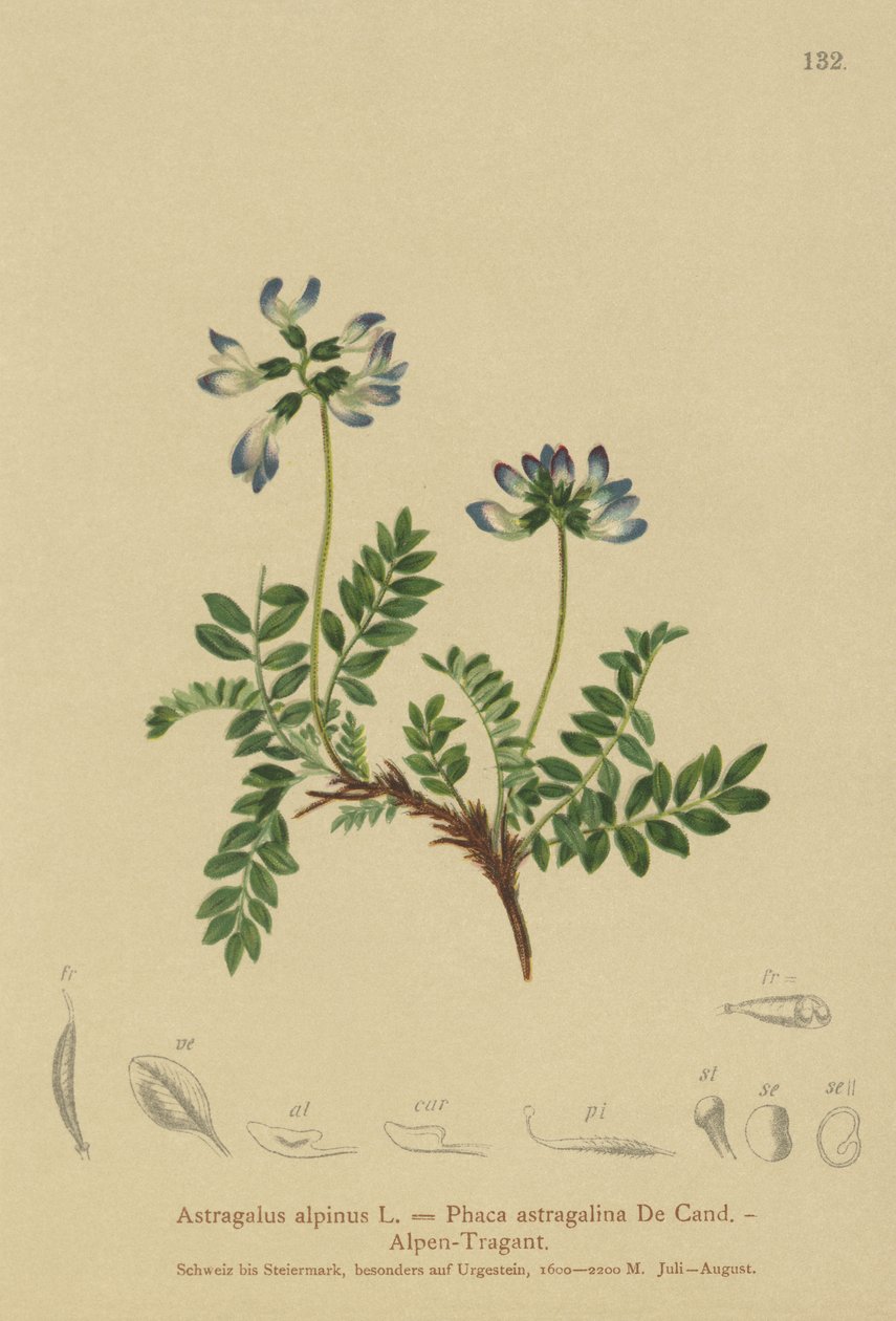 Astragale alpine (Astragalus alpinus) - German School