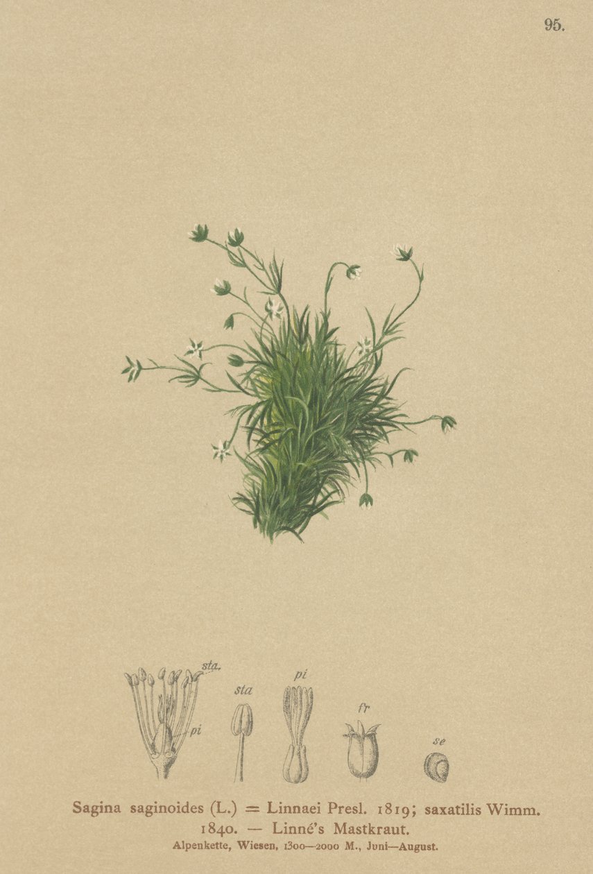 Sagine des Alpes (Sagina saginoides, Sagina Linnaei, Sagina saxatilis) - German School