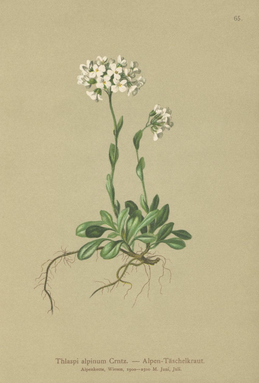 Tabouret des Alpes (Thlaspi alpinum, Noccaea alpestris subsp. alpestris, Thlaspi minimum, Noccaea crantzii, Thlaspi kerneri, Thlaspi alpinum var. kerneri, Thlaspi alpestre) - German School