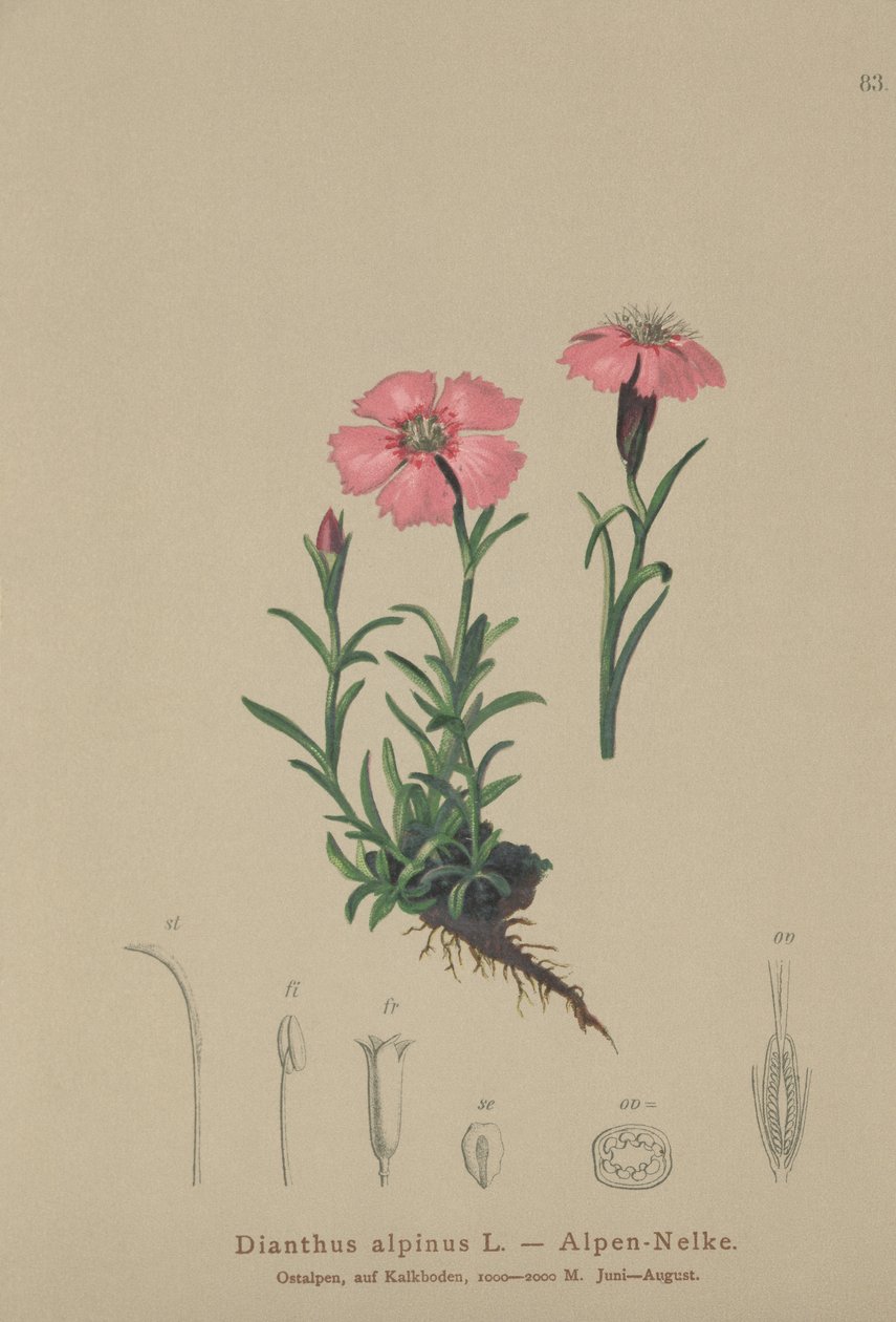Œillet des Alpes (Dianthus alpinus) - German School