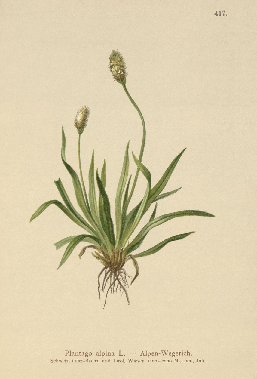 Plantain des Alpes (Plantago alpina) - German School