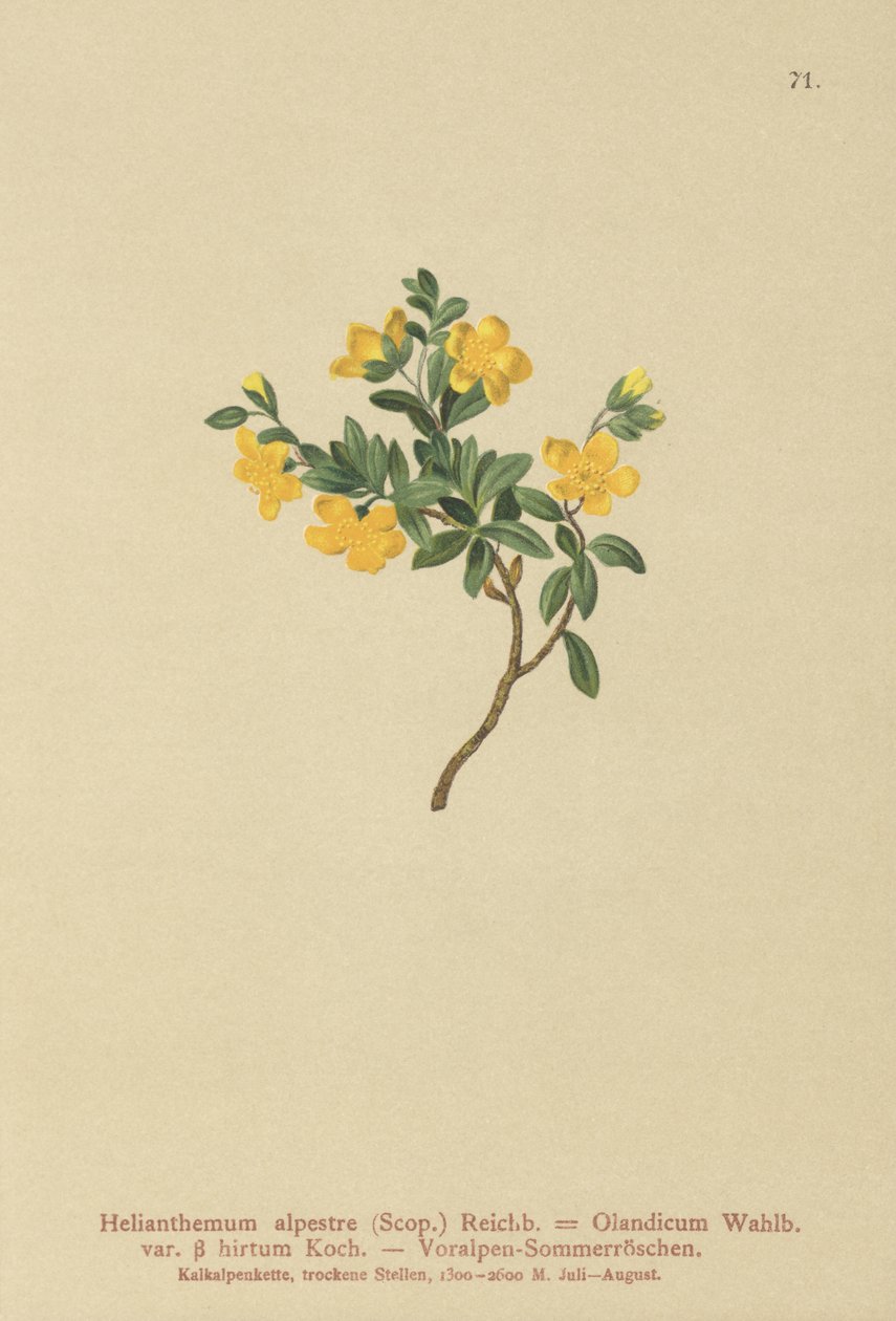 Hélianthème des Alpes (Helianthemum alpestre, Helianthemum Olandicum var. hirtum, Helianthemum montanum) - German School