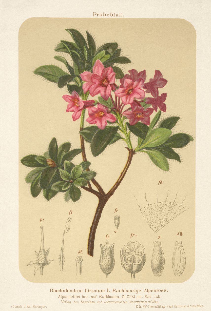 Rose alpine (Rhododendron hirsutum) - German School