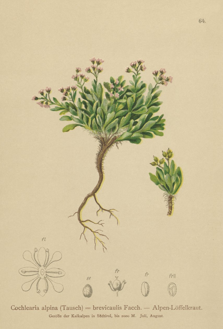 Cochléaire des Alpes (Cochlearia alpina, Cochlearia brevicaulis) - German School