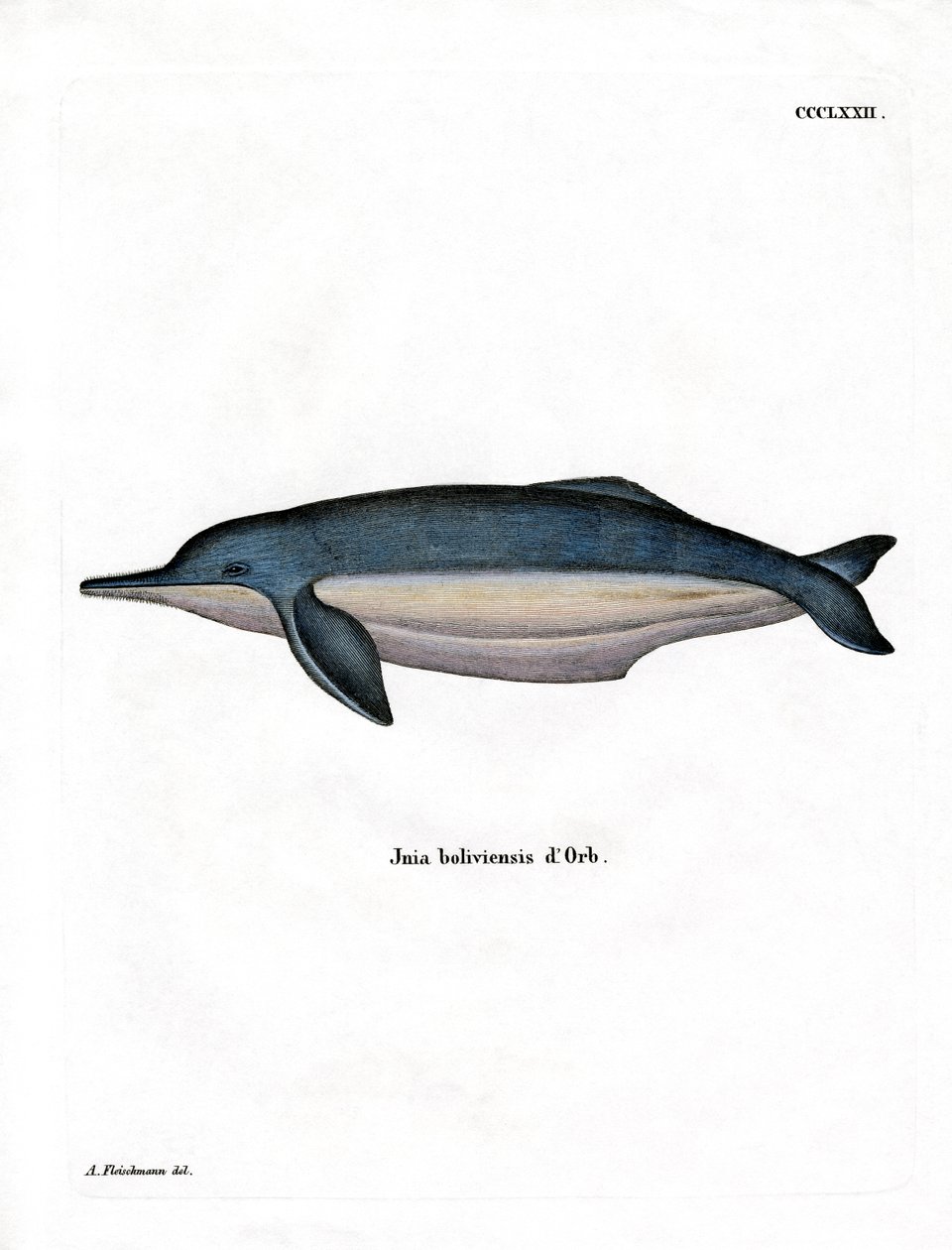 Dauphin de l