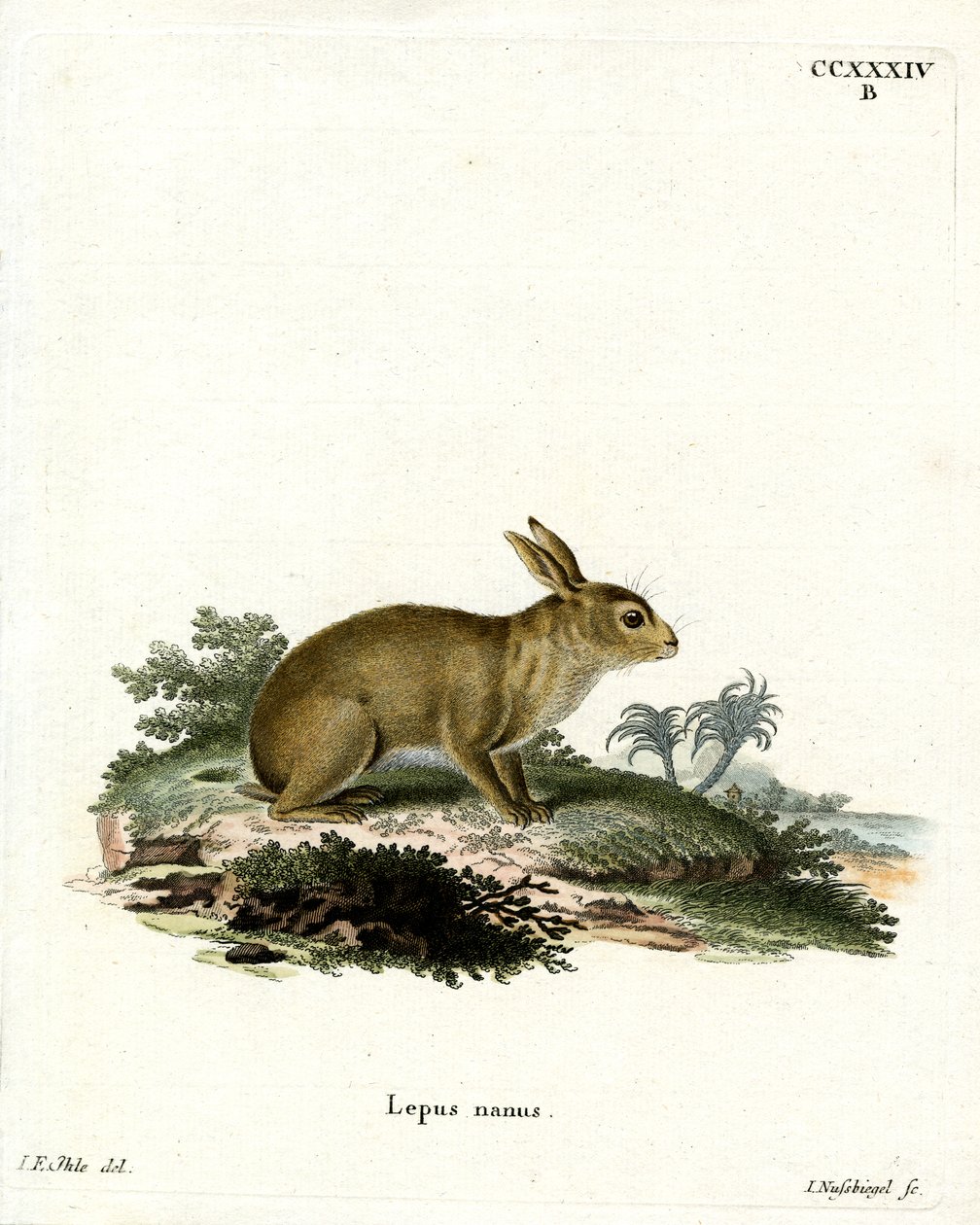 Lapin gris américain - German School