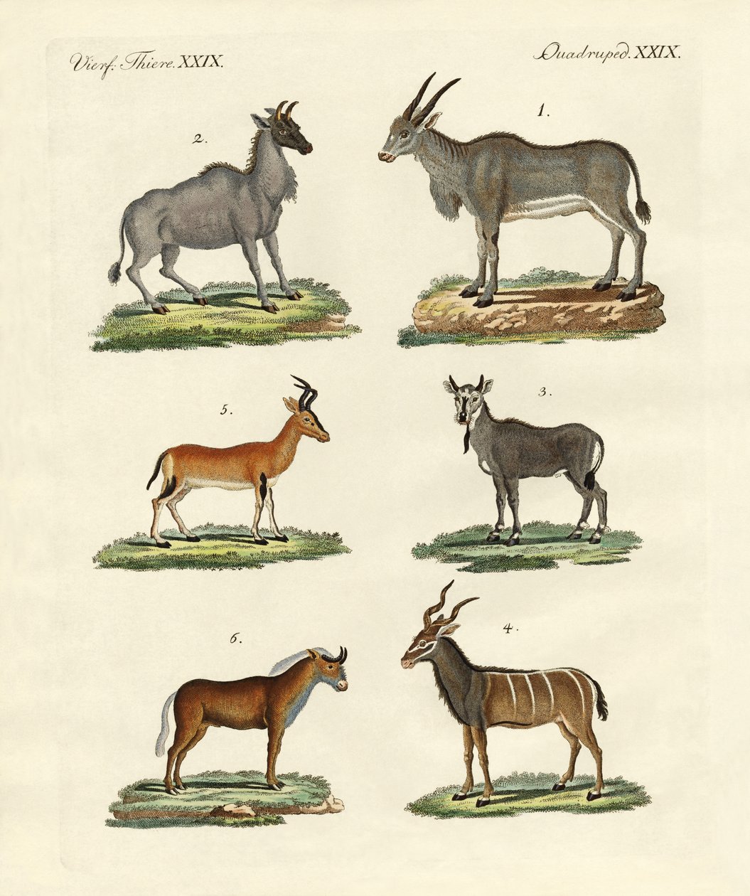Antilopes et gazelles - German School
