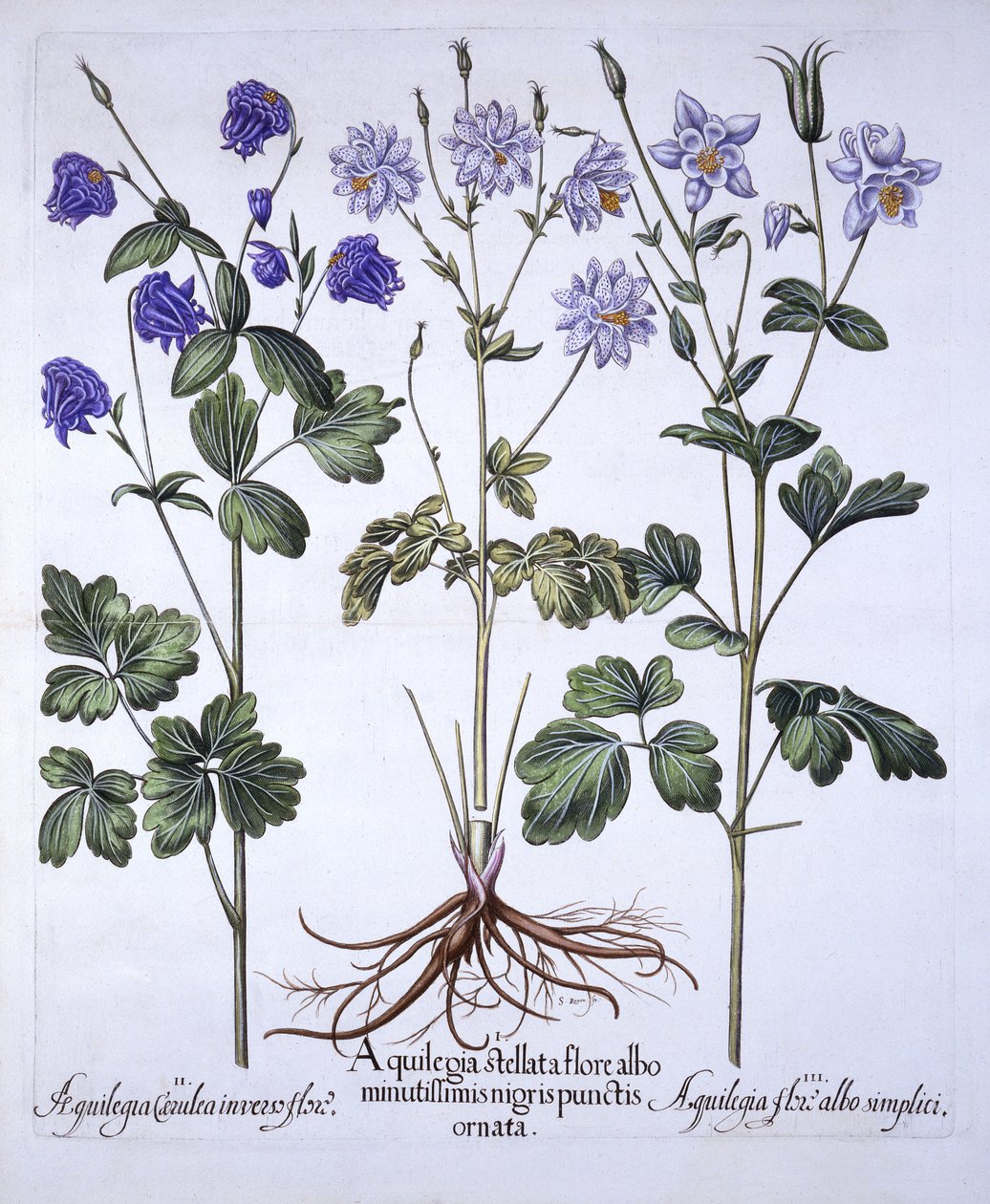 Ancolie, de Hortus Eystettensis, par Basil Besler, pub. 1613 - German School