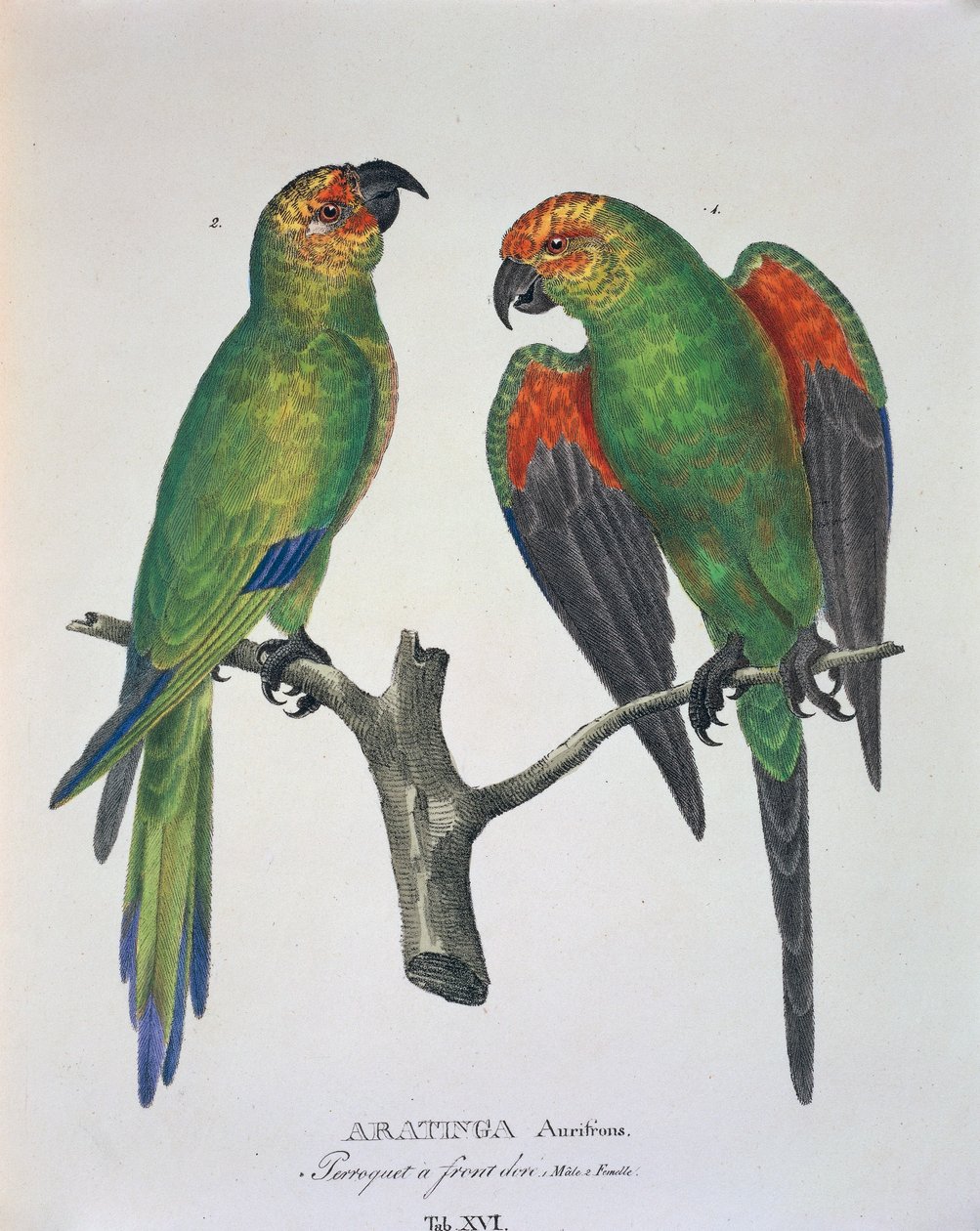 Aratinga Aurifrons (mâle et femelle), table XVI de 