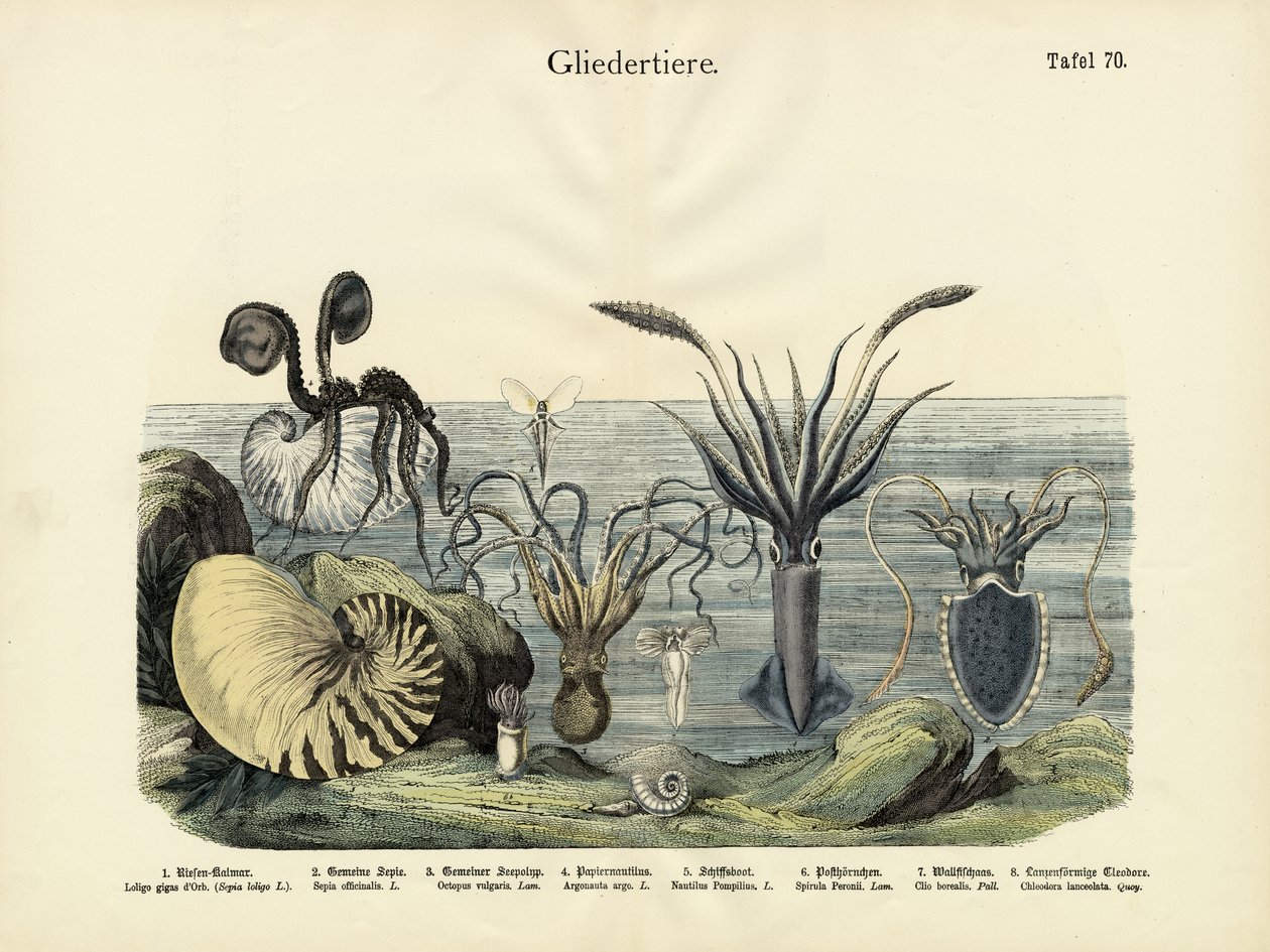 Arthropodes, c.1860 - German School