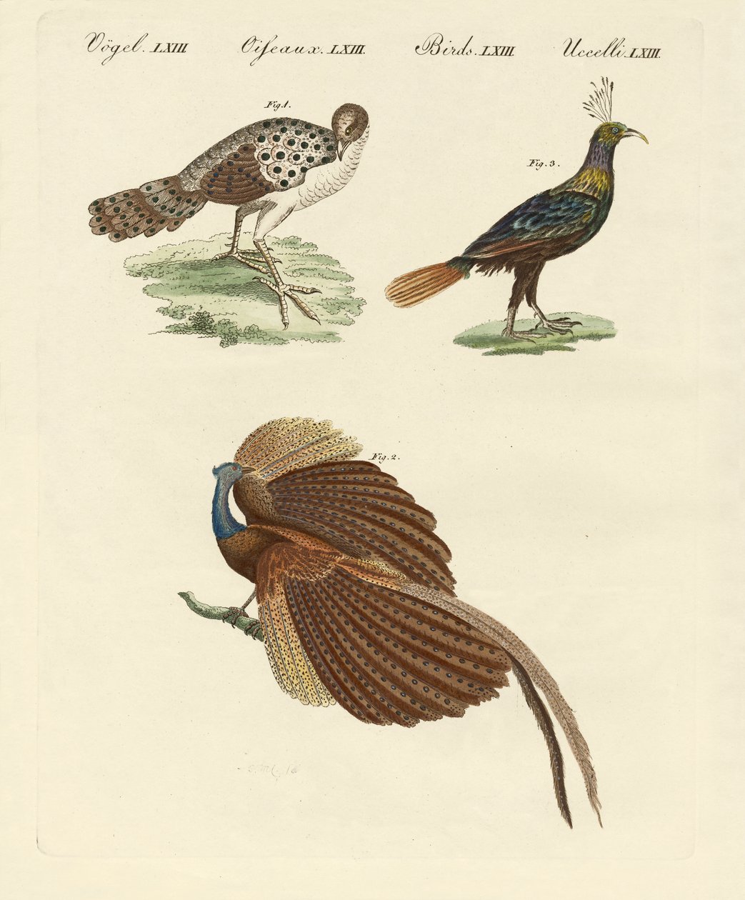 Oiseaux asiatiques (gravure en couleur) - German School