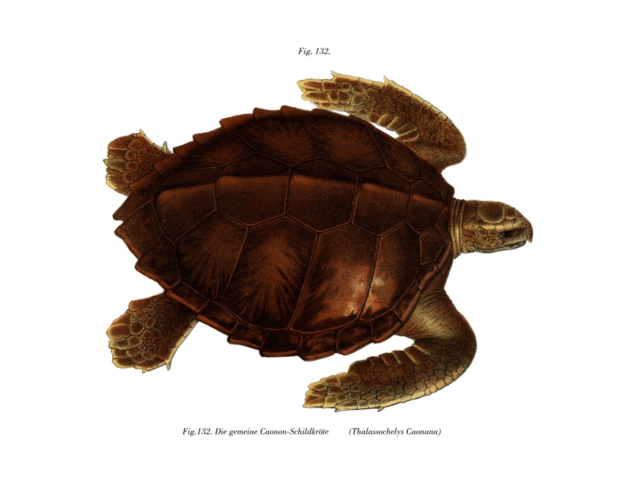 Tortue de l