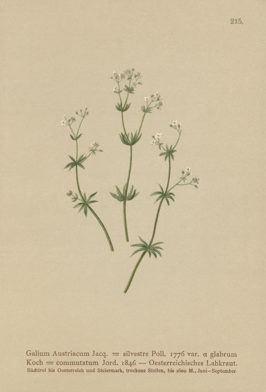 Gaillet autrichien (Galium austriacum, Galium silvestre (var. glabrum), Galium commutatum) - German School