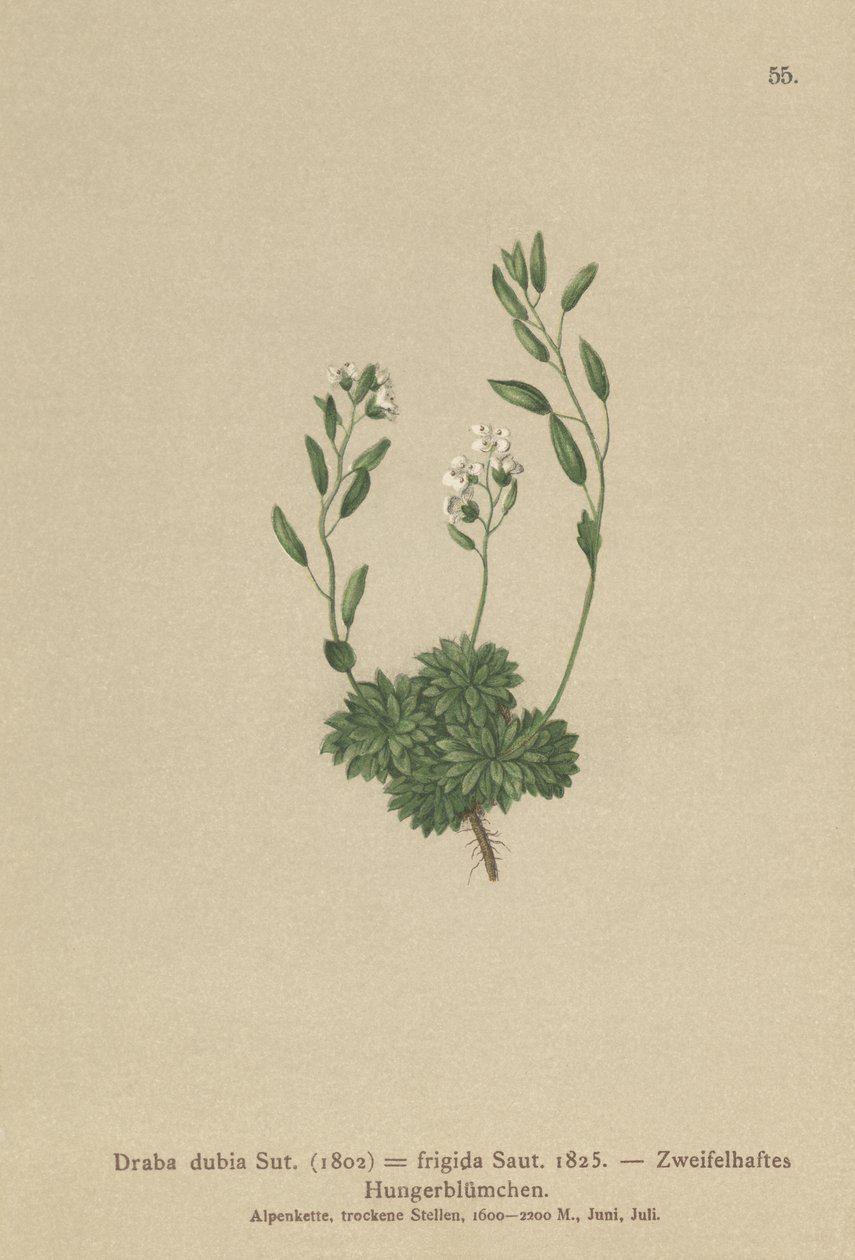 Drave autrichienne (Draba dubia, Draba frigida) - German School