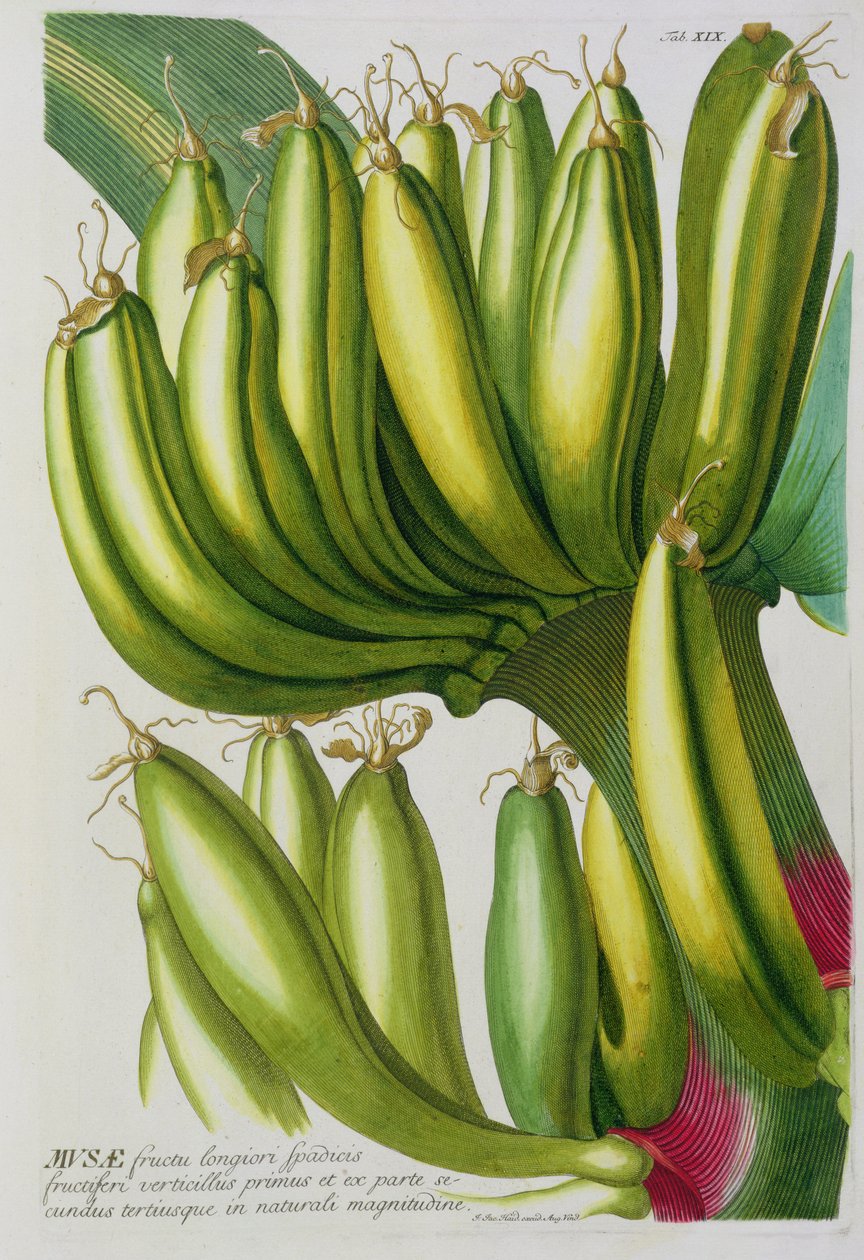 Banane, gravée par Johann Jakob Haid, planche 19 d